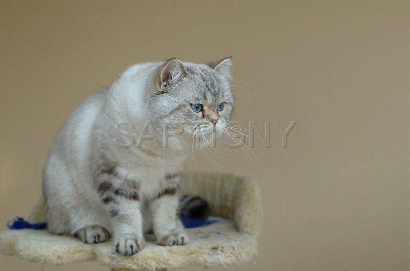 BRITISH SHORTHAIR 009.jpg